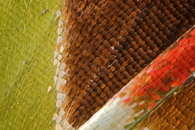 Graphium weiskei arfakensis wing