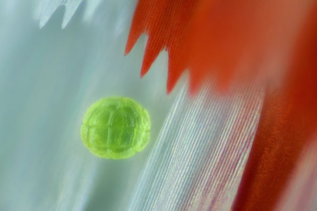 Pollen grain on Protographium agesilaus butterfly wing