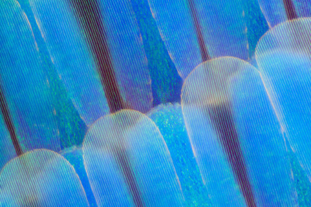 Breathtaking Microscope Photos of Moth & Butterfly Wings | PetaPixel