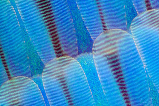 Morpho didius upper wing surface scales