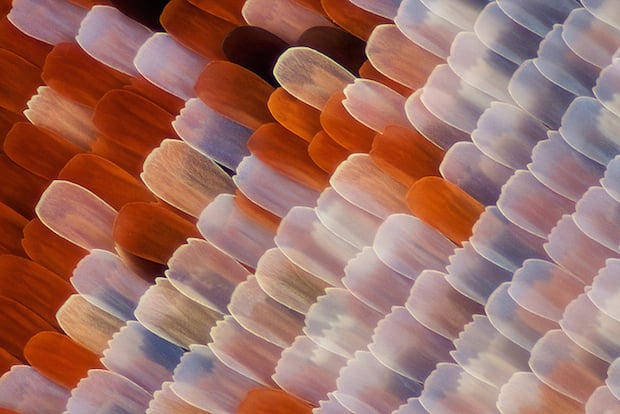 butterfly under microscope