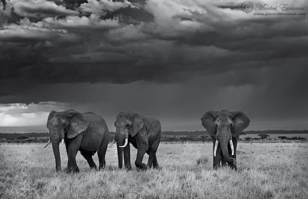 elephant_trio_1_BW_MasaiMara_2013