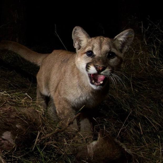 What camera is needed to take good photographs of cougars?