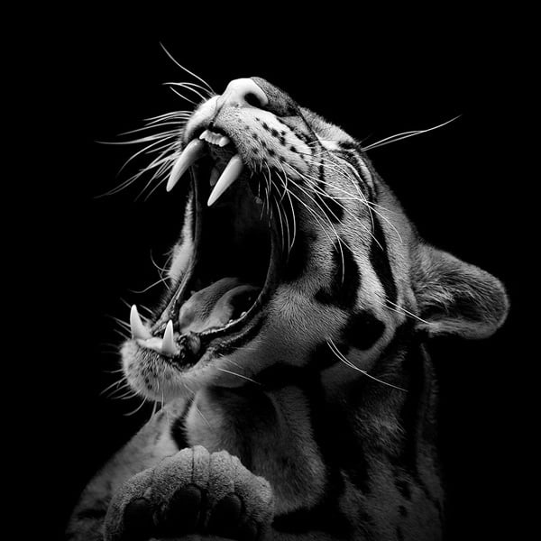 Intimate Black And White Portraits Of Exotic Animals In Captivity