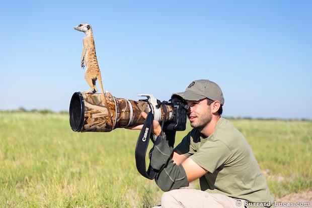 Meerkats climbing over photographers