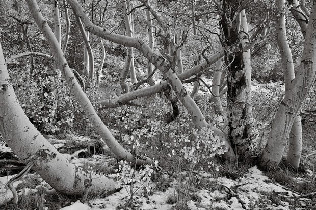 An early snow melts on the forest floor of an aspen grove near Parker Lake.