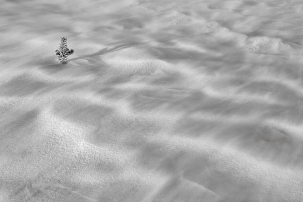 Blowing snow surrounds a pine seedling near Summit Lake.