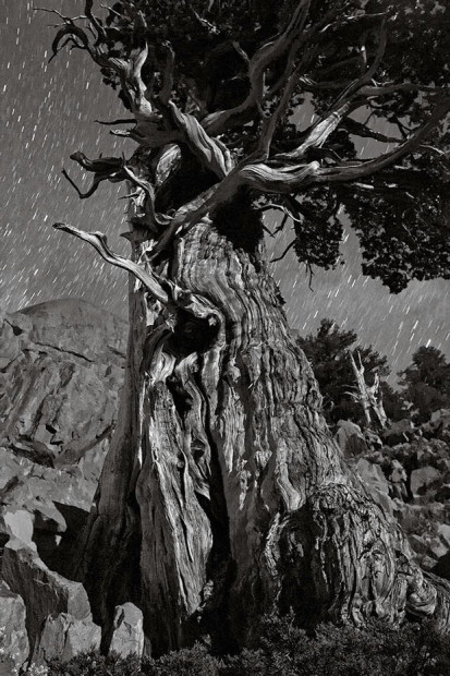 Moonlight shines on a majestic Sierra Juniper near Shadow Lake.