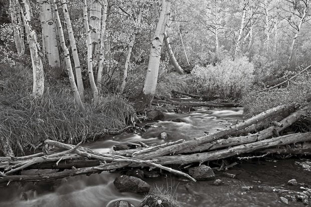 Parker Creek flows past aspens shimmering in the October afternoon light.