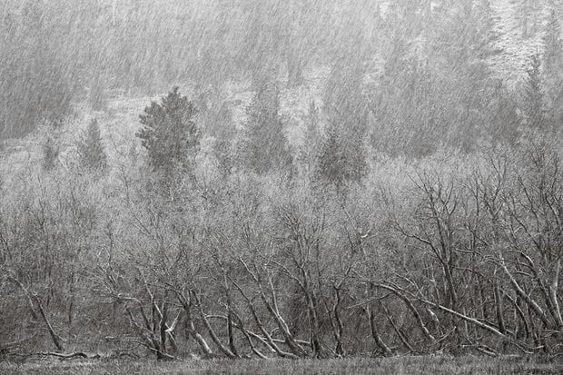 Sleet from an October storm blankets aspen trees near Parker Lake.