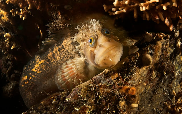 Decorated Warbonnet 2