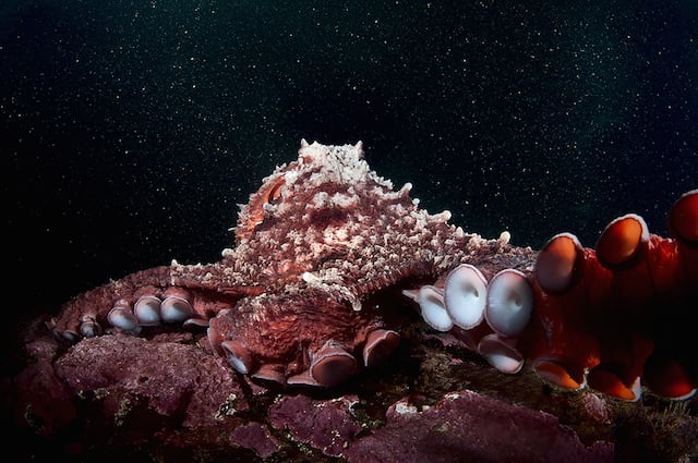 Giant Pacific Octopus