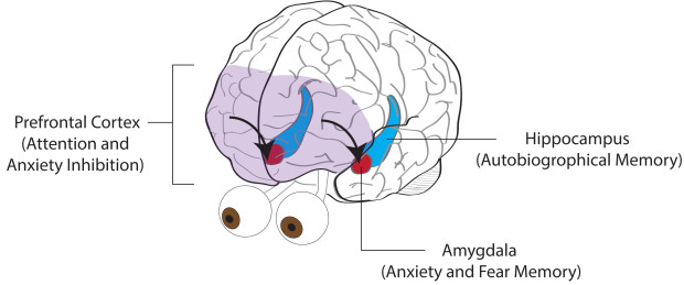 Prefrontal Cortex and the Amygdala