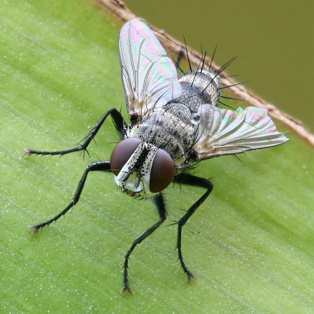 best macro photography focus stacker