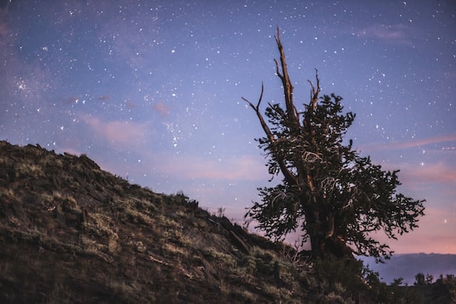 Ancient Bristlecone Pine Forest, Sony a7S 50mm at f/1.4, 10s, ISO 800