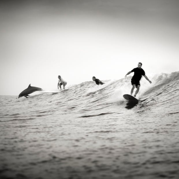 Surfing Dolphin, South Padre Island, 2012.