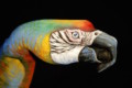 Guido Daniele Shows Off His Incredible Hand-Painting Animal Art in ...
