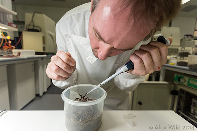 Venom researcher David Wilson collects a droplet from a male funnel-web spider at James Cook University in Queensland, Australia.