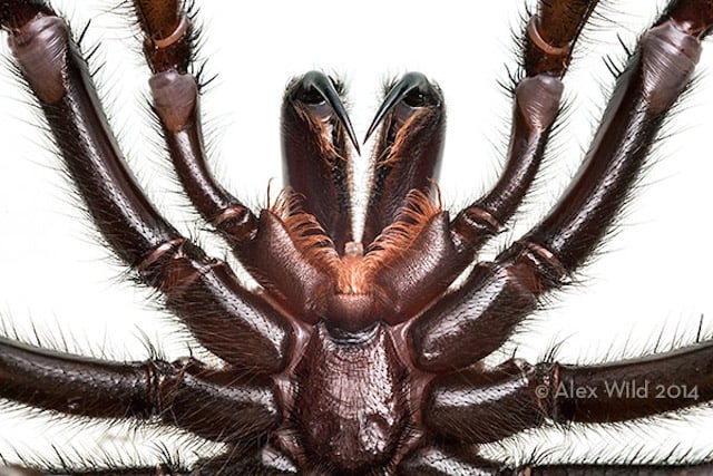 A male Sydney funnel-web spider in threat display. Laboratory Animal at James Cook University in Queensland, Australia.