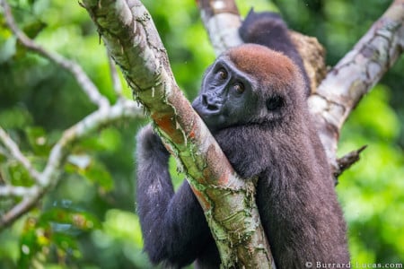 Video: This is What It's Like to Photograph a Wild, Territorial ...