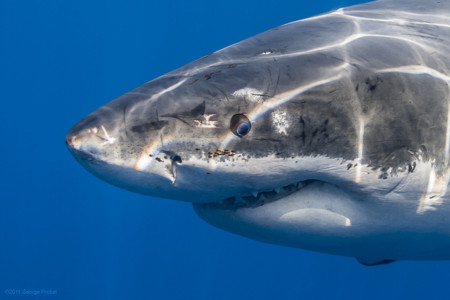 This Photographer Is Living His Dream Of Swimming With And 