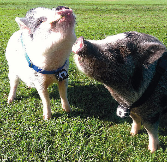 Walter and Hamlet, Miniature Pot Belly Pigs, San Diego, CA