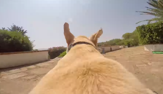 dog pov gopro