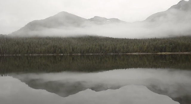 SpiritBearVideo_3