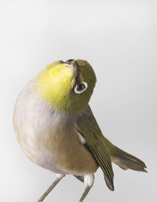 bird-9