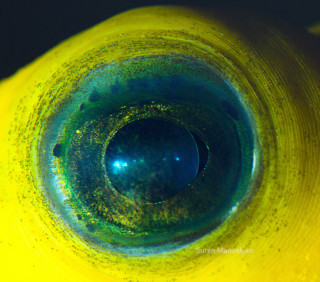 Spellbinding Macro Photos of Fish and Reptile Eyes... and an Owlet ...