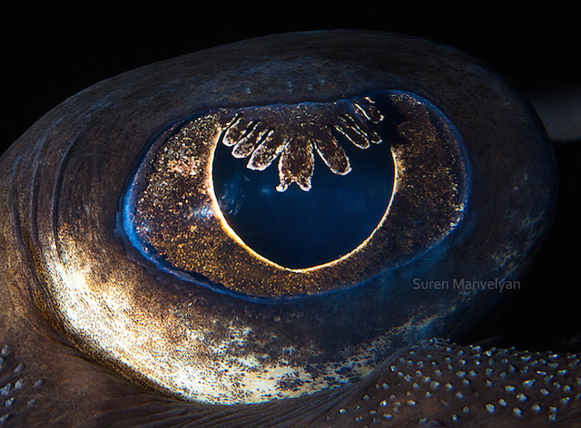 Thornback-ray fish