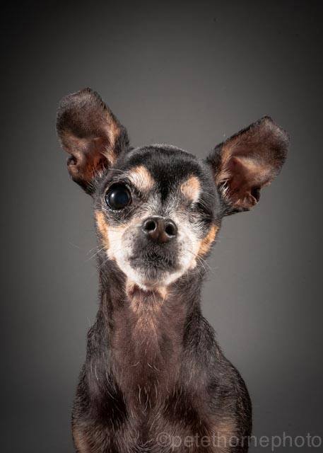 "Meet Stella the 12yr old, one-eyed wonder Chihuahua! The little head tilt gives this tough girl a bit of deserved attitude."