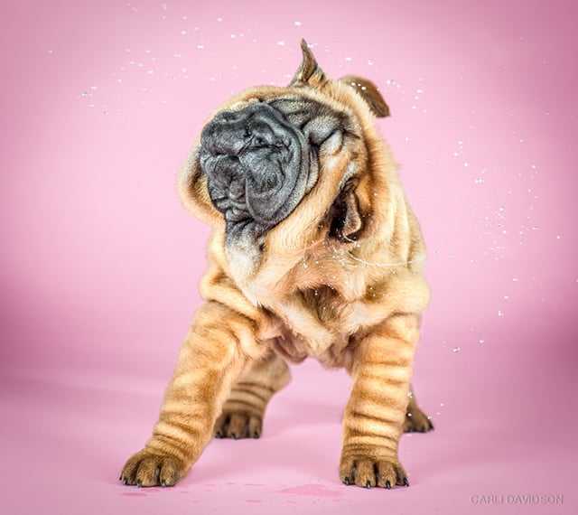 Carli Davidson Pet Photography