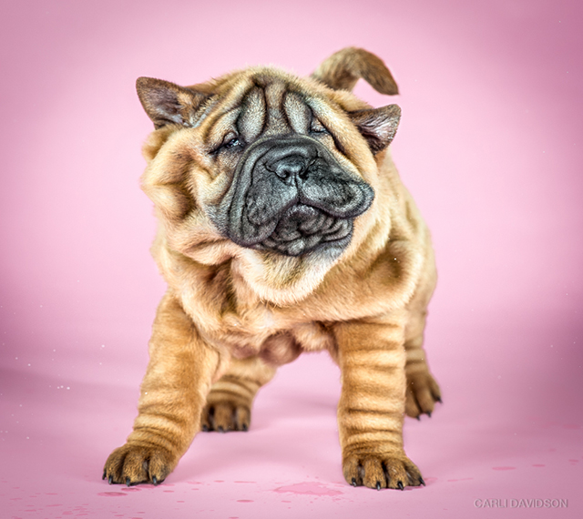 Carli Davidson Pet Photography