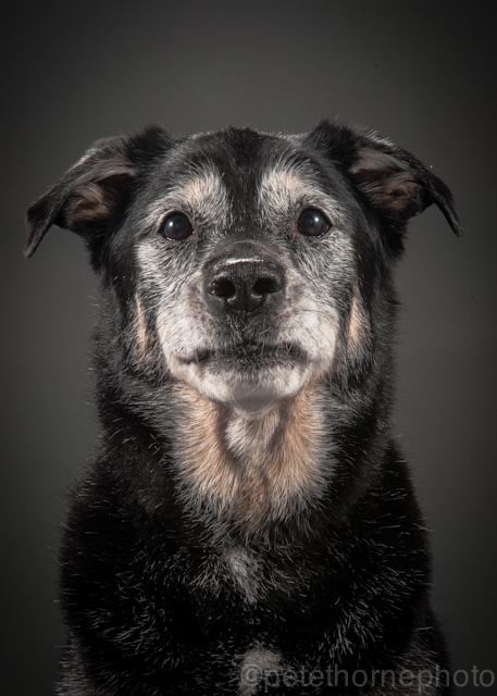 "Meet Jackson, a 14yr old Black Lab mix. There's something about the expression on his face that seems like he is peering into your soul."
