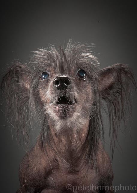 "Meet Fink, the 14yr old Chinese Crested (yup hairless!). As his owner Laura says he's "bumpy, lumpy, grey and hanging in there"!"