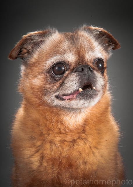 "Meet Finnegan! Finnegan is a Brussels Griffon smooth coat or a Petit Brabançon. He has a red coat. He is 12.5 years old. He weighs 6 lbs and is small for his breed. When he lived in Montreal, he went by his French name: Finni le Poo. He has a heart murmur, and has had multiple teeth pulled, otherwise he is in great health for his age."