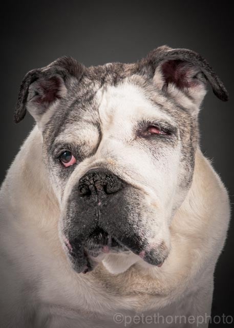 "Mance is a 13yr Old English Bulldog, a breed close to my heart. He has bone cancer that adds a lot of character to his face. He's in a pretty fragile state so I made my first trip out of the home studio to photograph him, in all his asymmetrical charm."