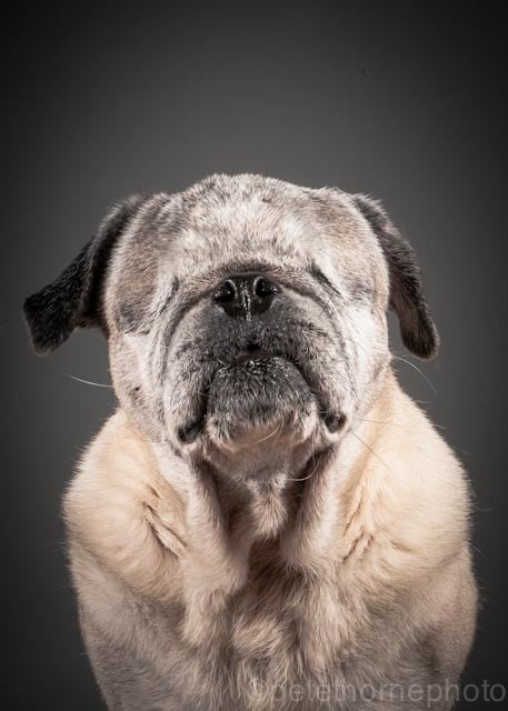 "Meet Hazel. She was named after Hazel McCallion, the Mayor of Mississauga. This tough old gal had both her eyes removed due to pain and no tear production, and has 5 microchips from being re-chipped every time she was sold to a new puppy mill. Luckily she was rescued and adopted by Blanche Axton."