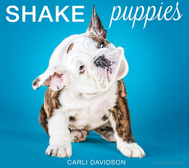 Carli Davidson Pet Photography