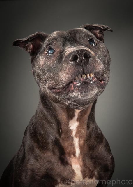 "Meet Elmo, he's a 14 year old pitbull and the first old doggie I shot for the Old Faithful photo project. He's straight up smiling for his portrait!"