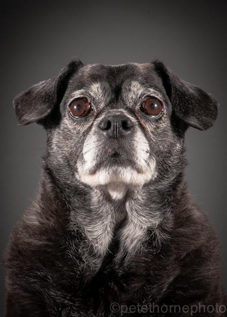 "Say hi to Weezee! Although this 10yr old Pug mix looks a little concerned about having her photo taken, she was very well behaved and one of the easiest to photograph!"