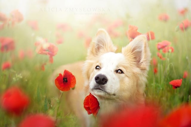 Polish Photographer Shares Her Passion for Pooches with Extraordinary ...