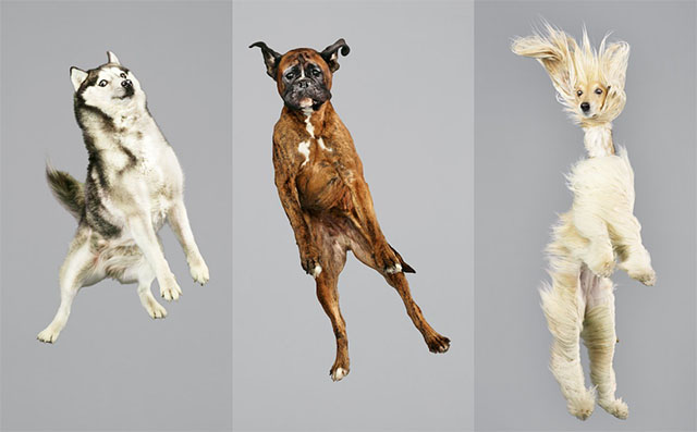 The sales flying dogs