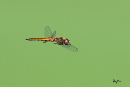 Can Your DSLR Nail Focus on a Flying Dragonfly? The Canon 7D Mark II ...