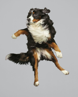 Here are Portraits of Dogs Flying Through the Air | PetaPixel