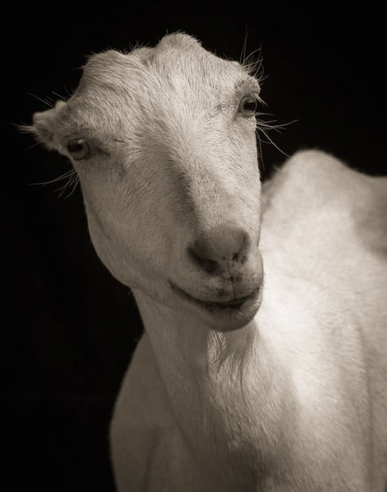 goat10