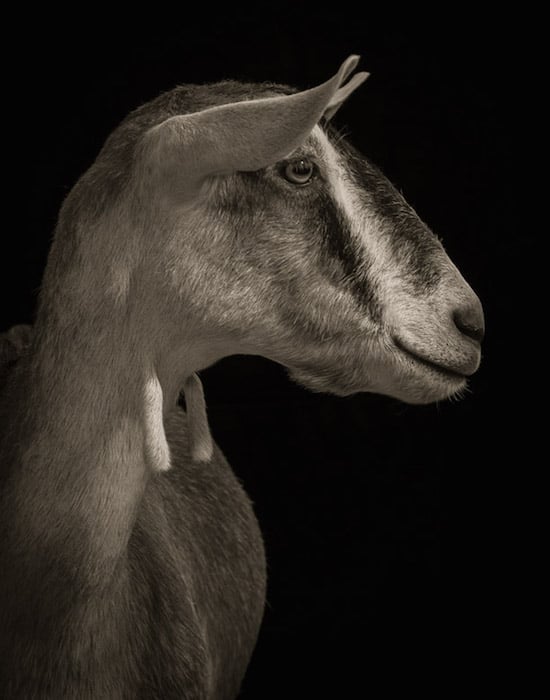 goat8