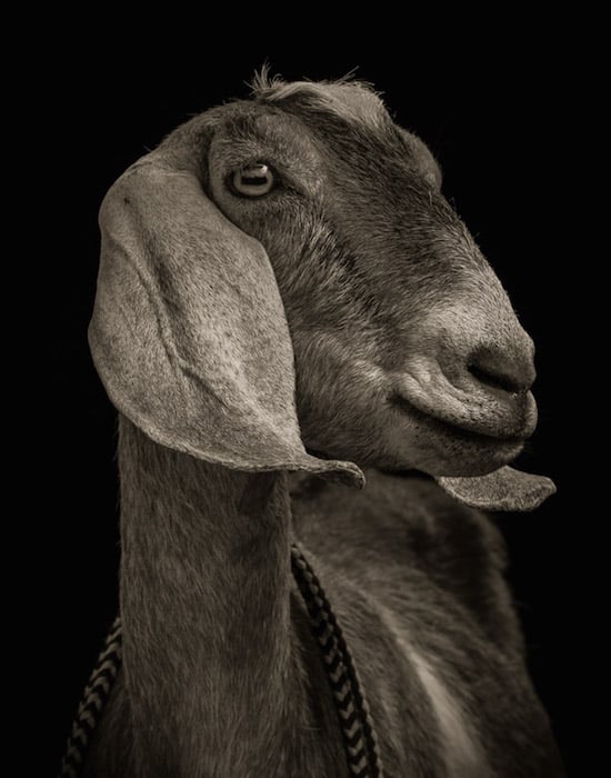 goat9