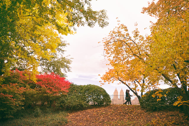 new york autumn - central park bridle path with fall foliage